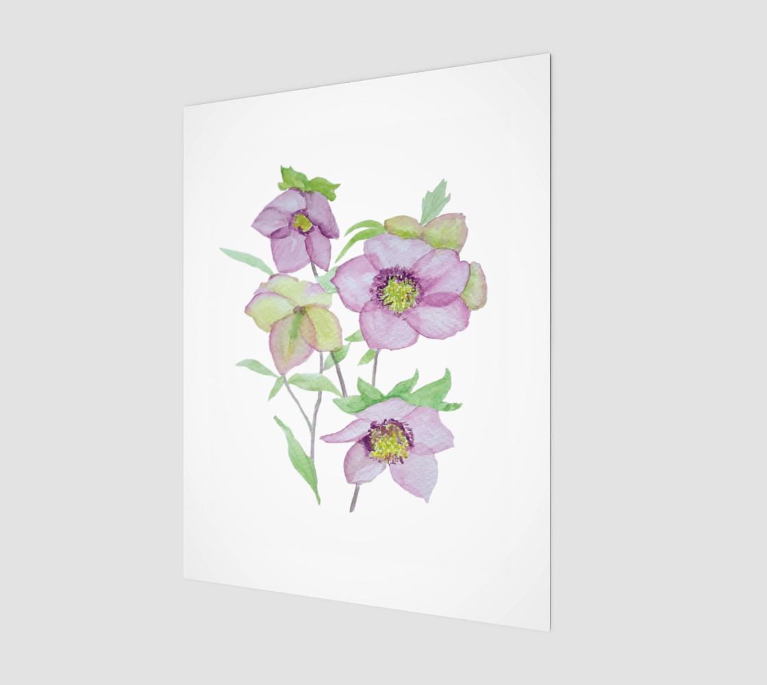 Hellebore Art Print 11 by 14