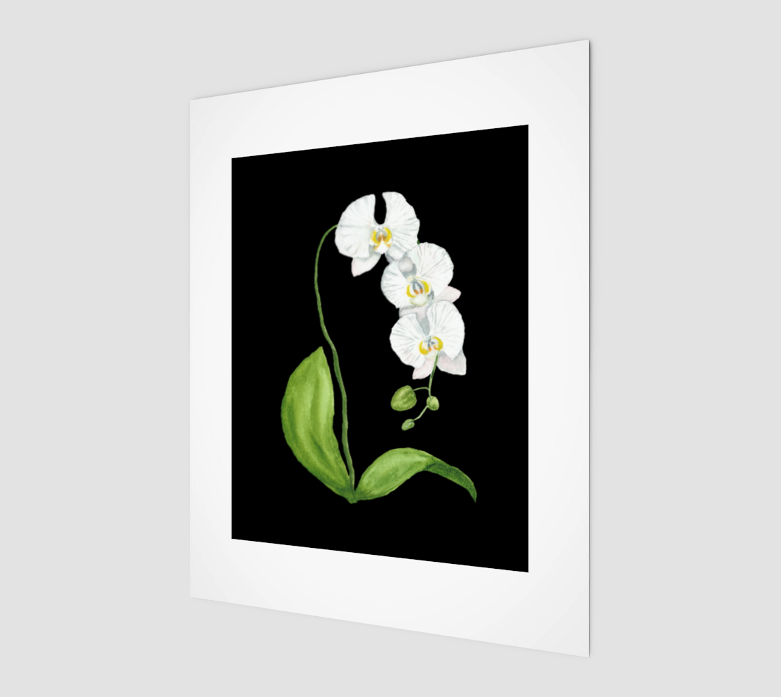 White Orchid on Black 8x10