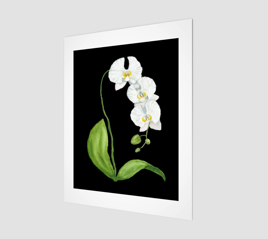White Orchid on Black 11x14